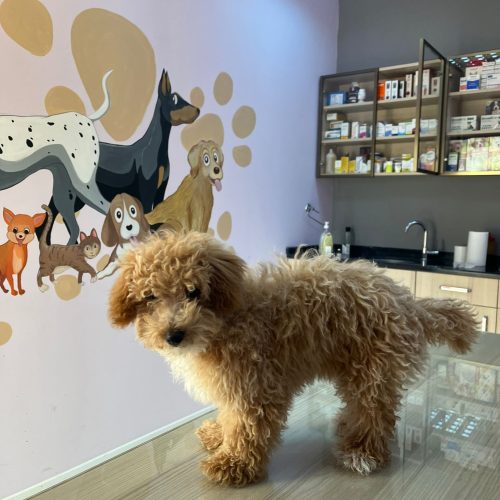 Bal Veteriner Kliniği