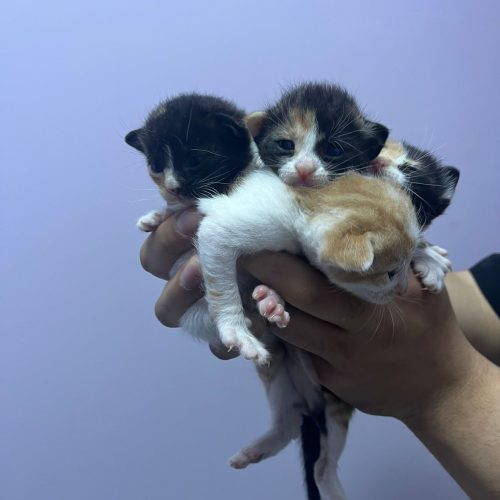 Bal Veteriner Kliniği