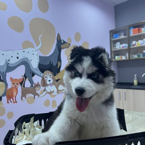 Bal Veteriner Kliniği