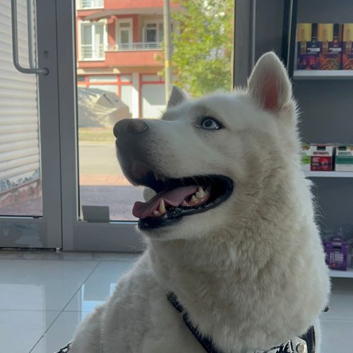 Bal Veteriner Kliniği