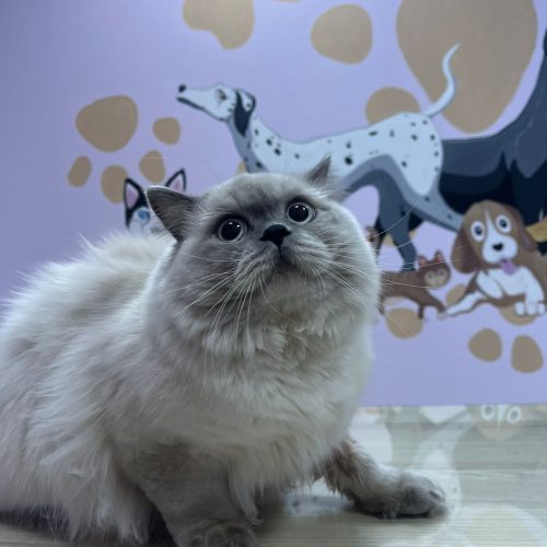 Bal Veteriner Kliniği